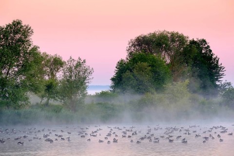 Geese at dawn