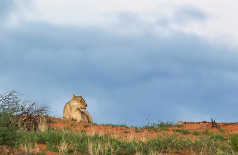 Lioness