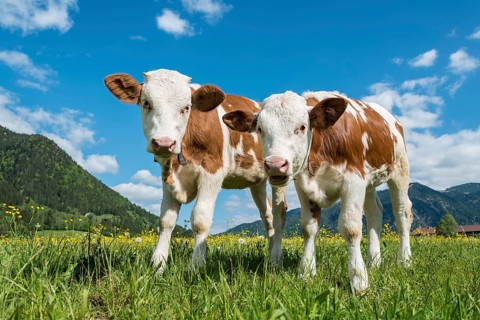 Two young calves