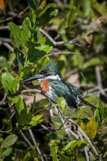 Amazon kingfisher