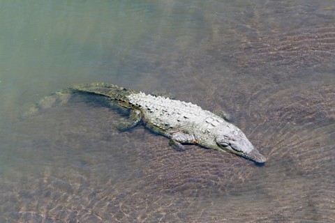 American crocodile