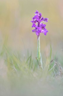Green-winged orchid