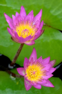 Water lily
