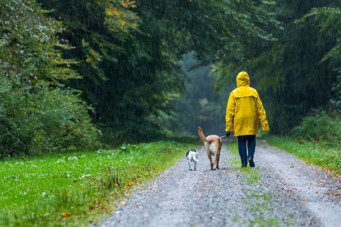 Woman walking with dogs in the rain