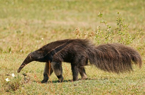 Giant anteater