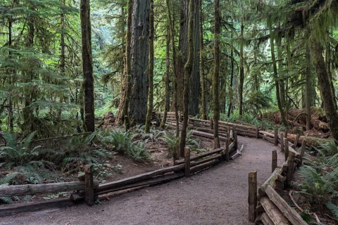 Cathedral Grove