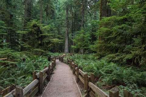 Cathedral Grove