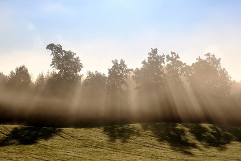 Sunbeams shine through trees in the morning mist