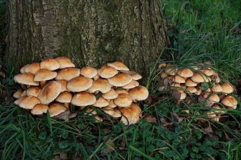 Shaggy scalycap