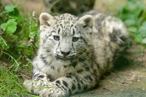 Snow leopard