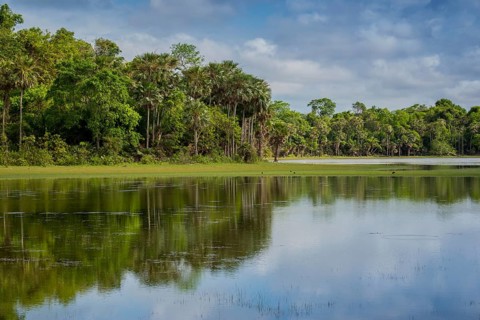 River landscape at the Rio Negro