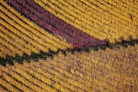 Viniculture