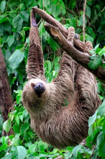 Linnaeus's two-toed sloth