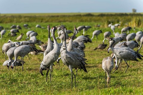 Common or European cranes
