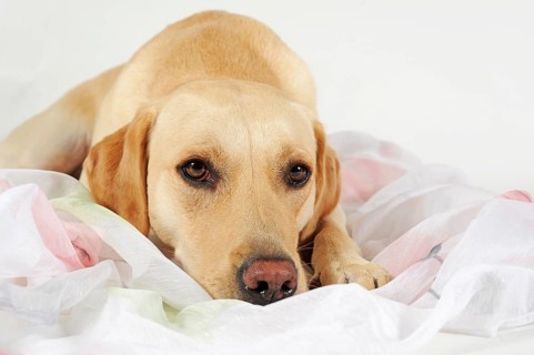 Labrador Retriever