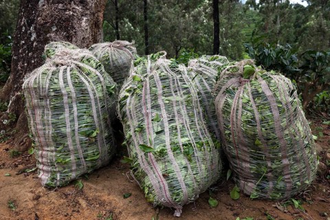 Sacks of tea leaves