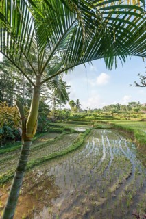 Rice terraces of Jatiluwih