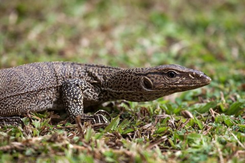 Bengal or common Indian monitor
