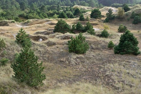 Brown dunes with pine trees