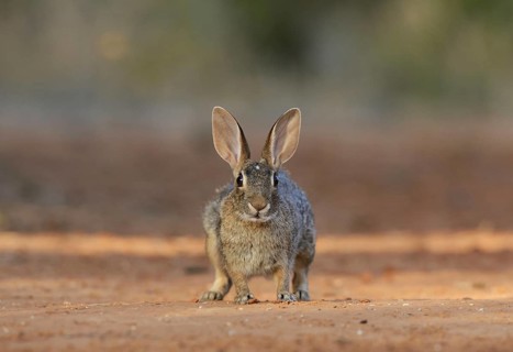 Eastern Cottontail
