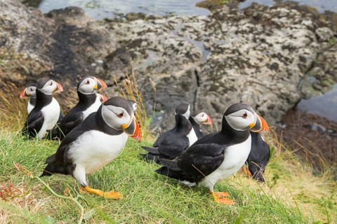 Puffin