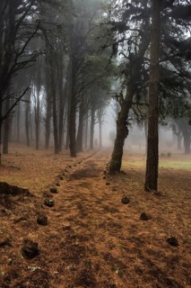 Hiking trail through forest in dense fog