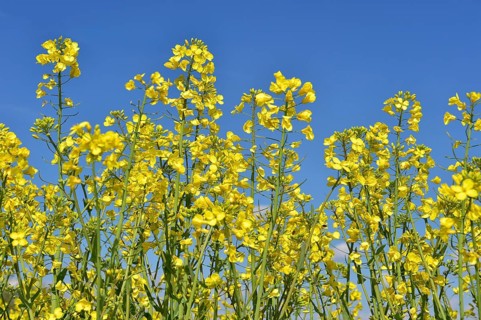 Rape blossoms