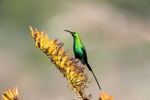 Malachite sunbird