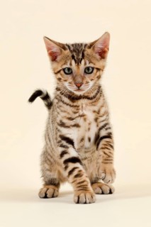 Breed cat Toyger
