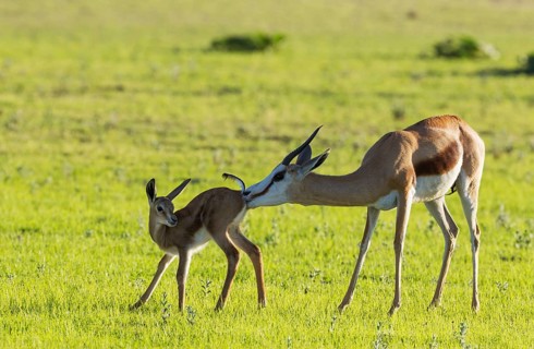 Springboks