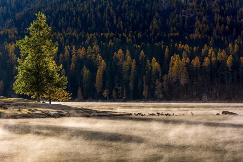 Autumn forest with haze over Lake Silvaplana