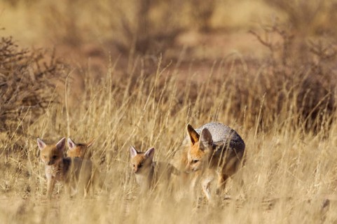 Cape Fox
