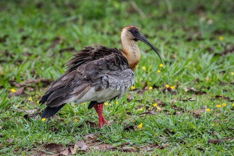 Buff-necked ibis