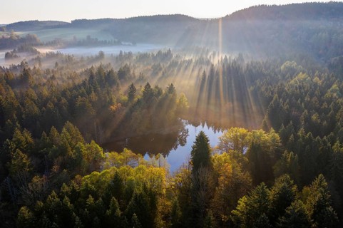 Sun rays over forest with clouds of mist