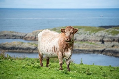 Cow