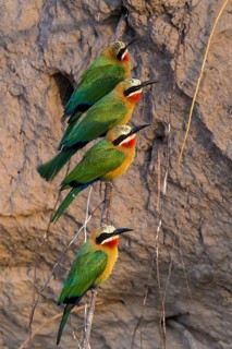White-fronted bee-eater