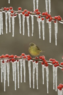 Orange-crowned Warbler