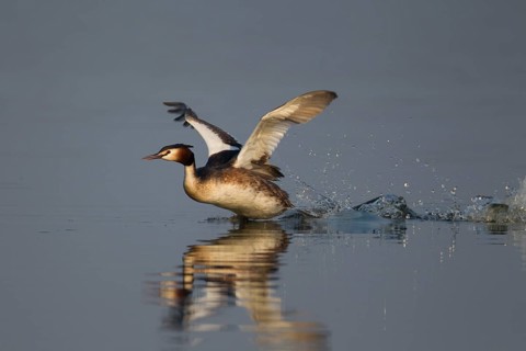 Great crested grebe