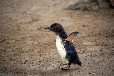 Little penguin