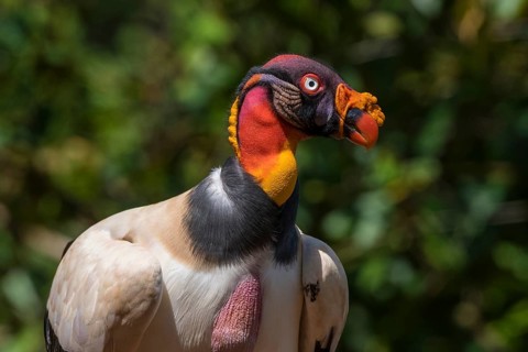 Portrait of King Vulture