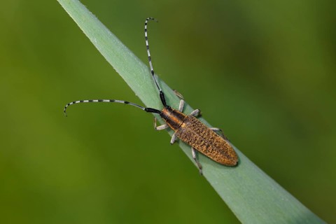 Golden-bloomed grey longhorn bee
