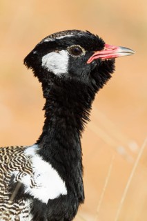 Northern Black Korhaan