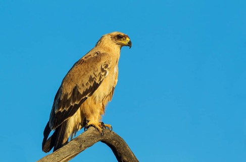 Tawny Eagle