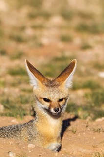 Cape Fox