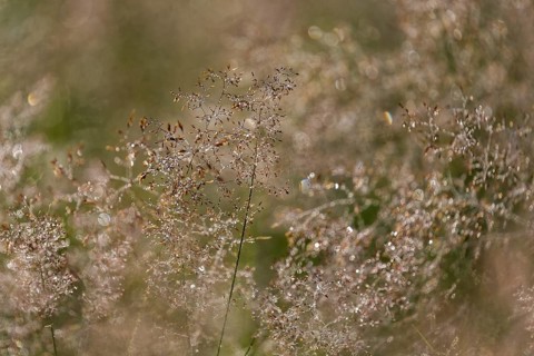 Hairgrass