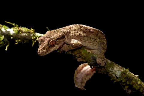 Uroplatus alluaudi