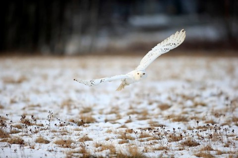 Snowy Owl