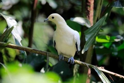 Pied Imperial Pigeon
