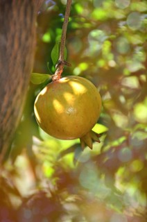 Pomegranate