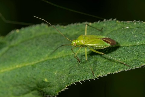 Calocoris affinis